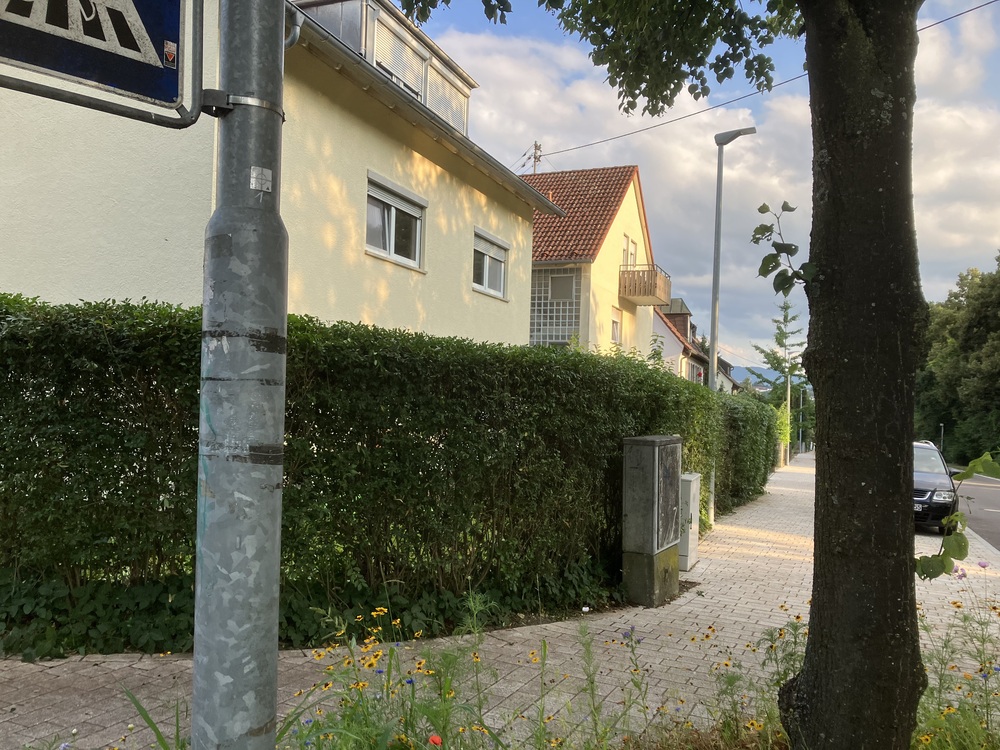 Hecke Rasenpflege Markus Hübl