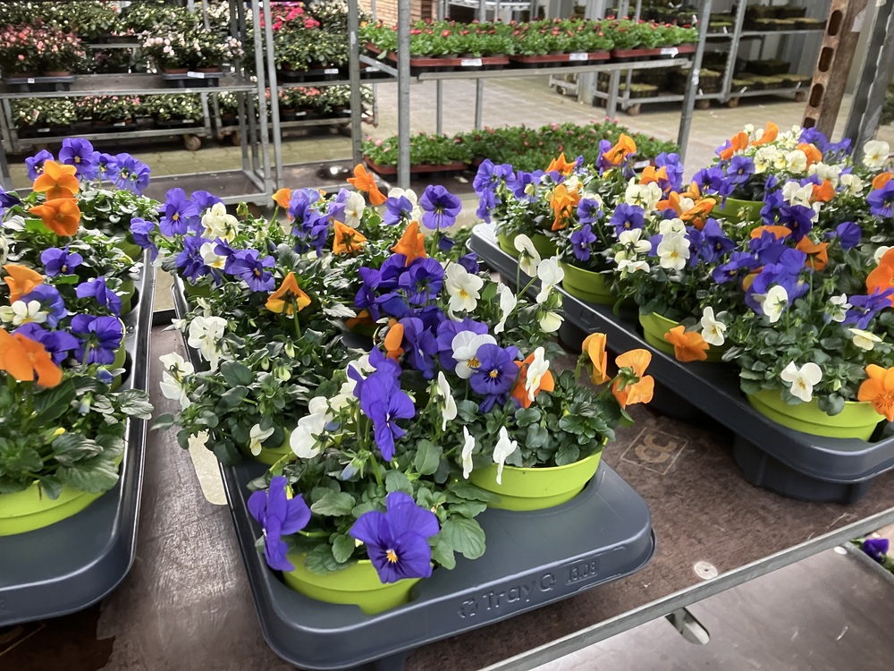 Stiefmuetterchen Topfpflanzen Markus Hübl